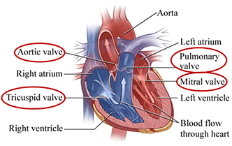 anatomy-of-the-heart